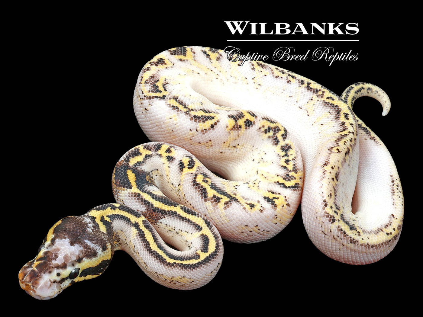 Freeway Pastel Sugar Paradox Ball Python ♂ '23
