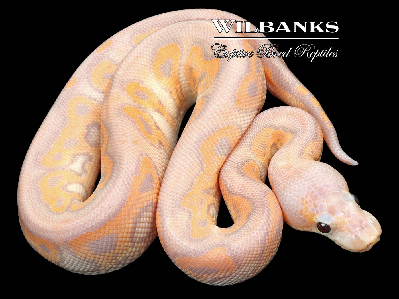 Banana Cinnamon Clown Ball Python ♂ '23