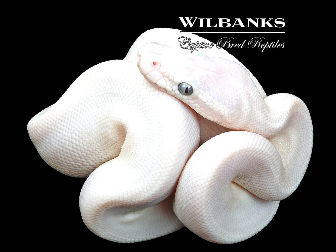 Blue Eyed Leucistic (Butter Mojave) Ball Python ♂ '23