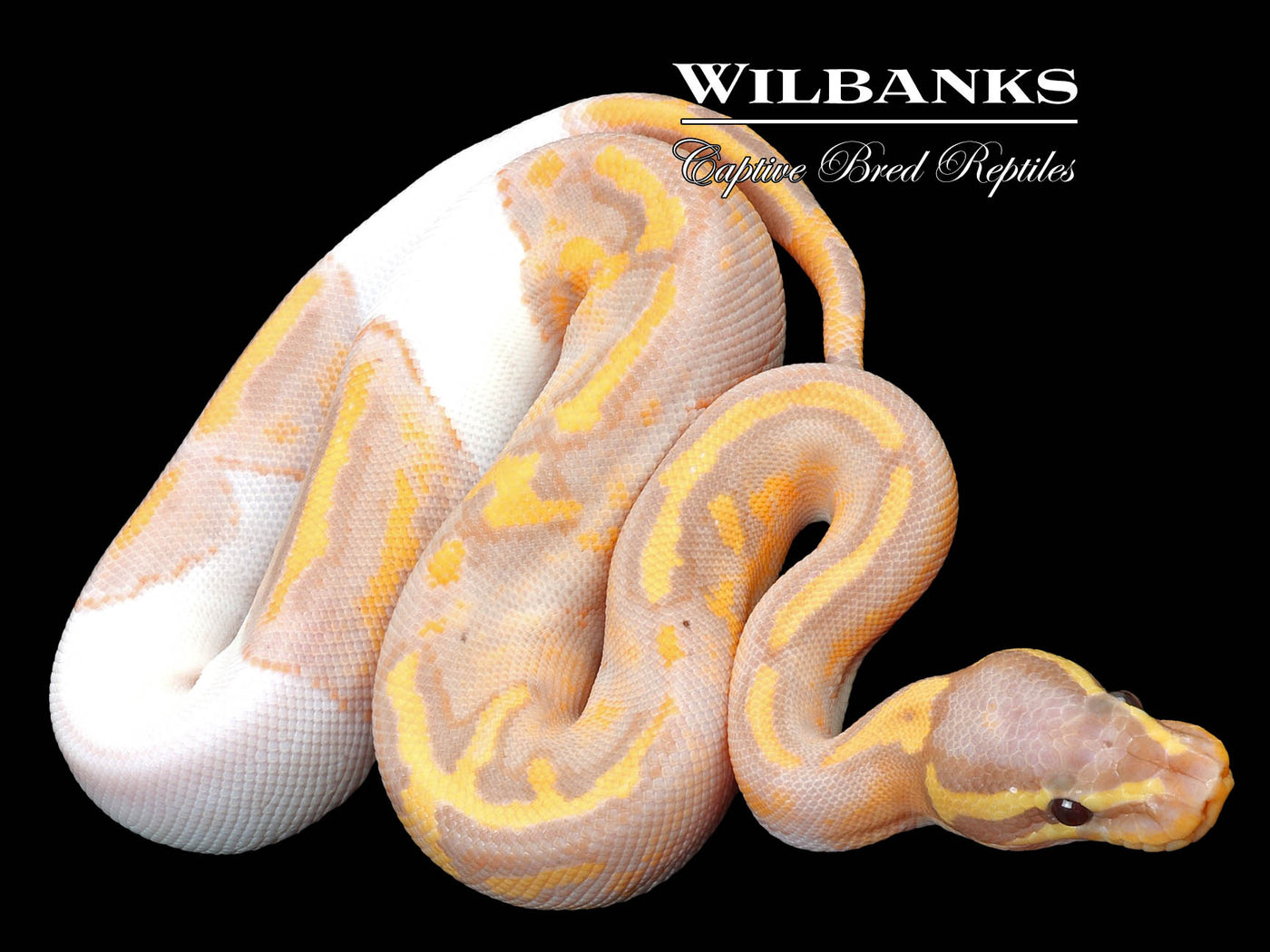 Banana Pied Ball Python ♂ '23