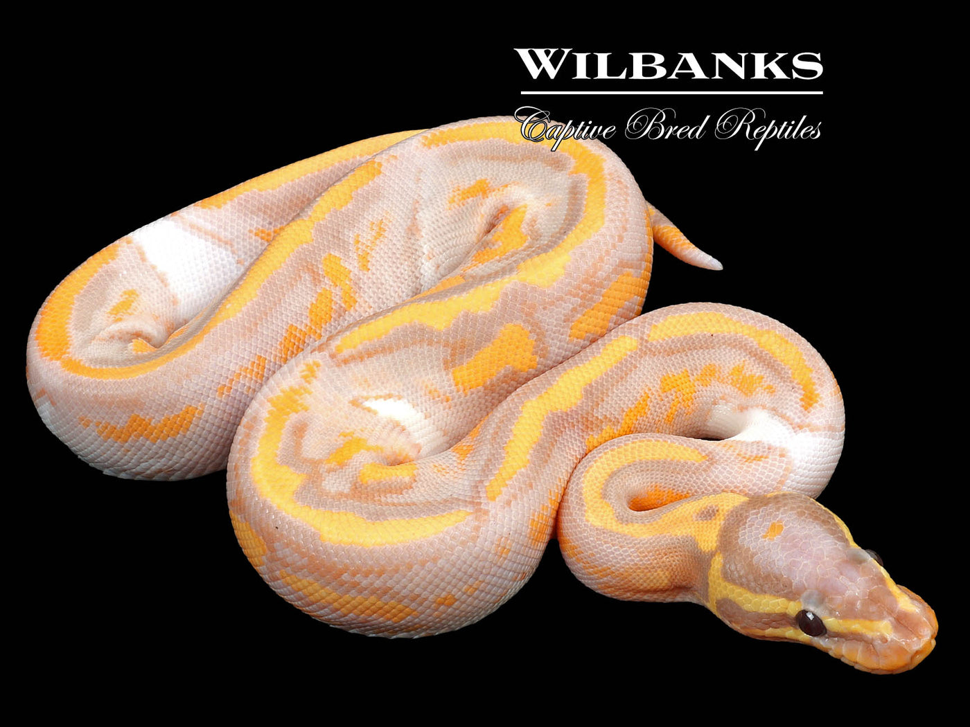 Banana Pied Ball Python ♀ '23