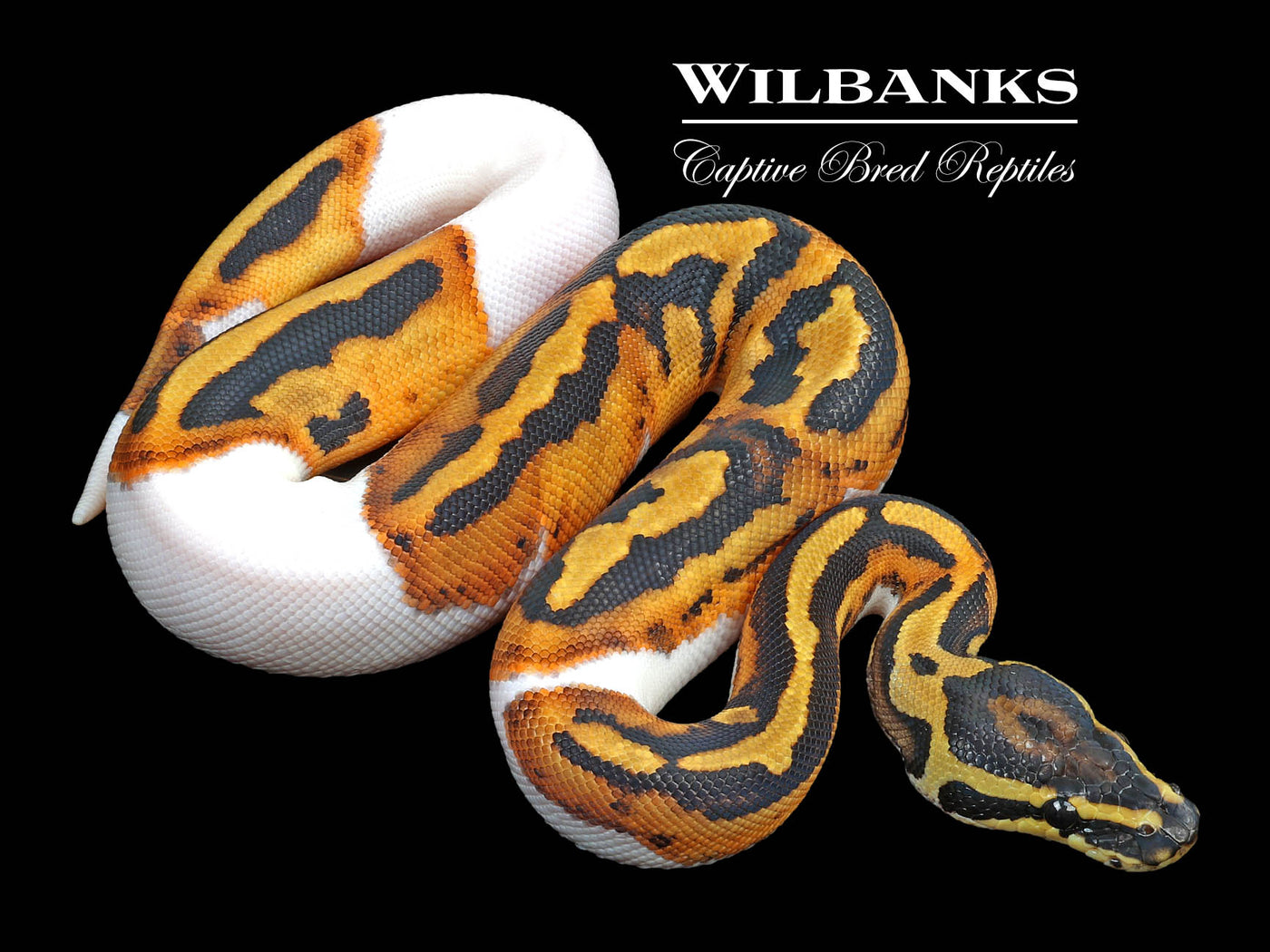 Pied Ball Python ♀ '23