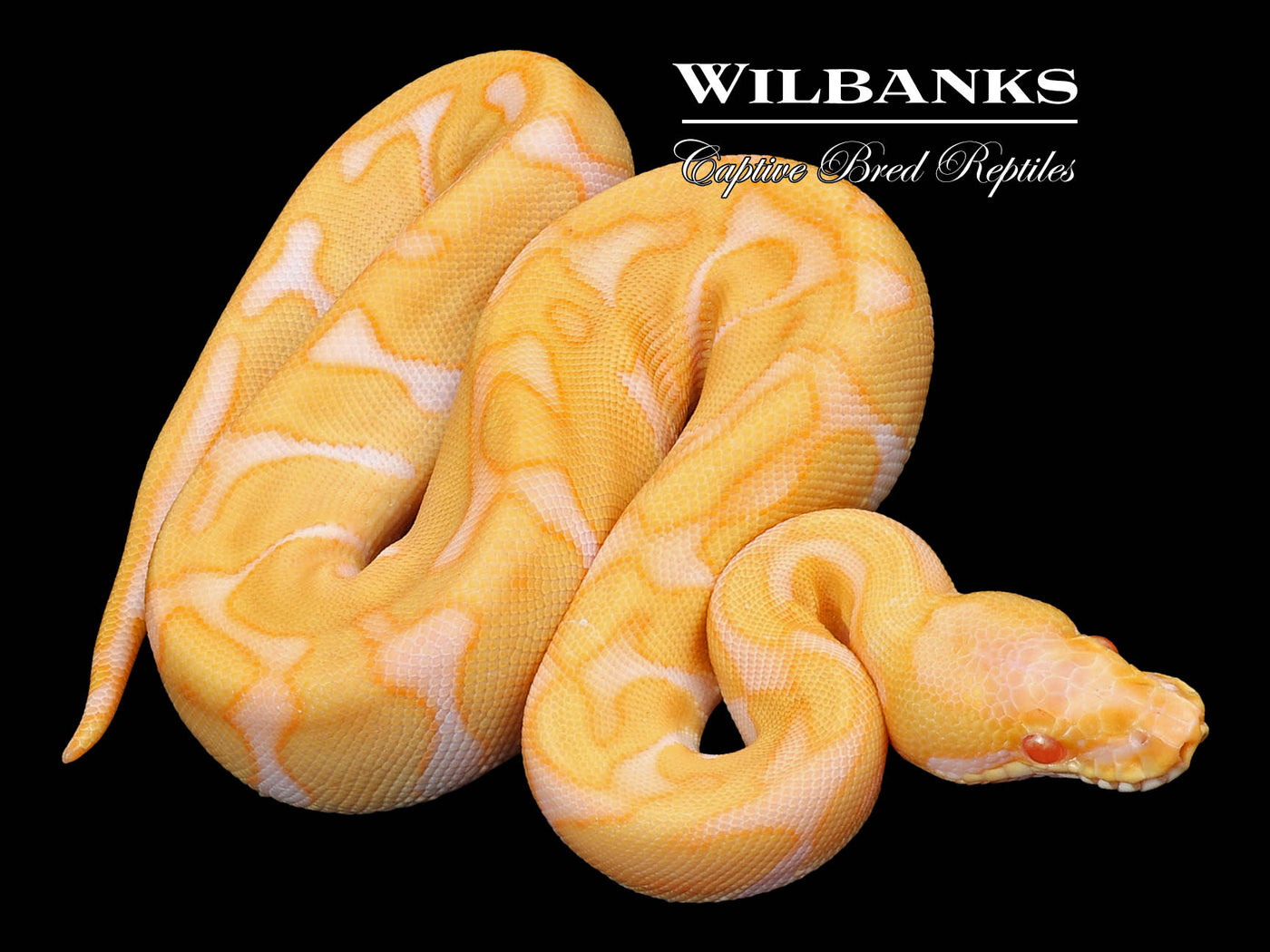 Albino Leopard Enchi Ball Python ♀ '23