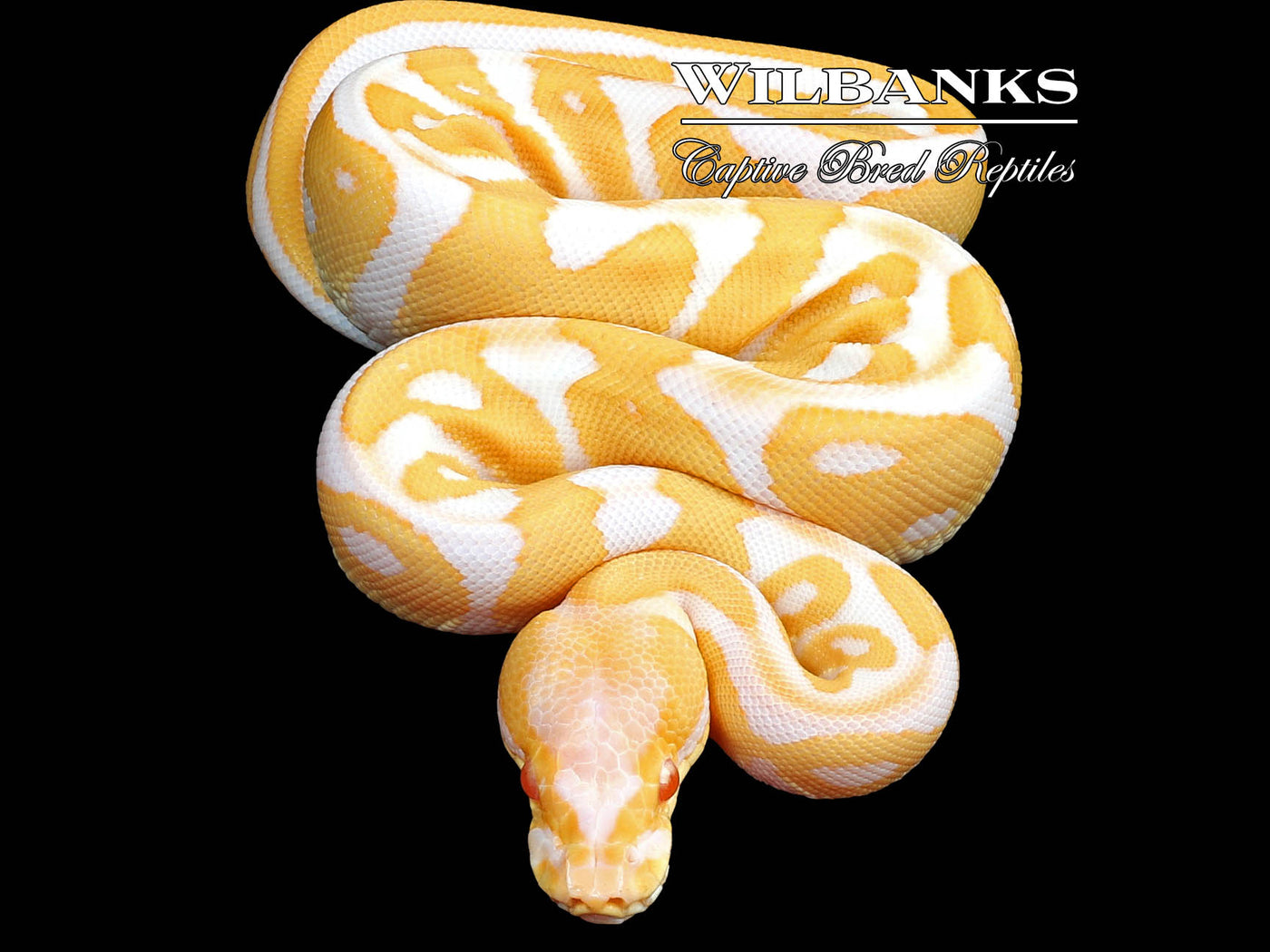 Albino Leopard Ball Python ♀ '23