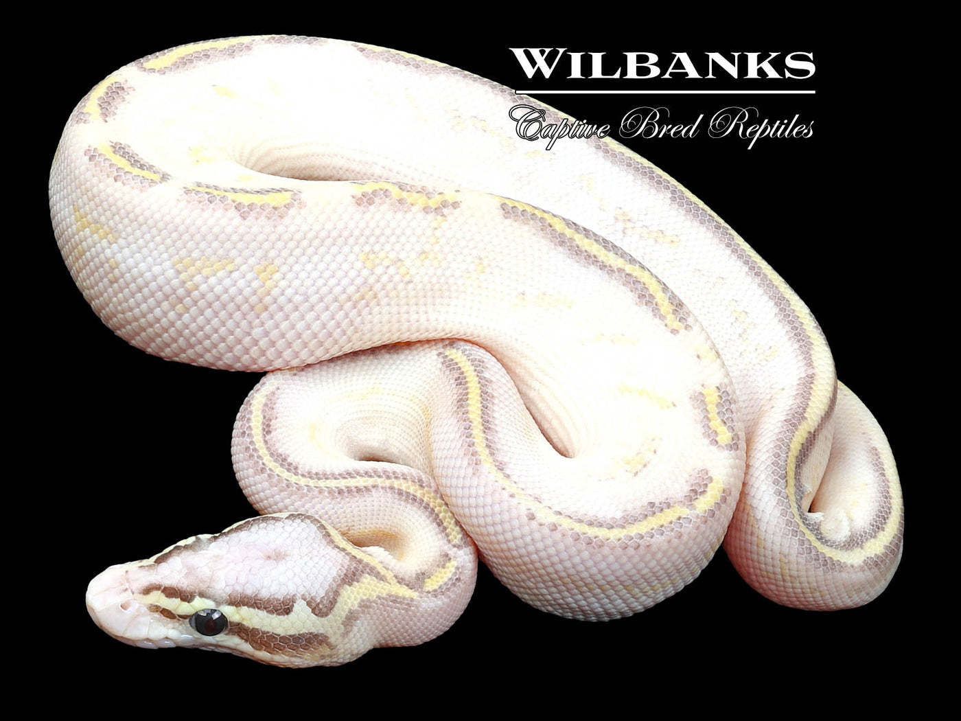 Pastel Butter Highway Ball Python ♂ '23
