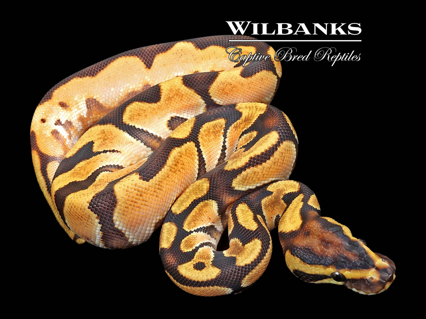 Orange Dream Enchi Sugar Ball Python ♀ '23