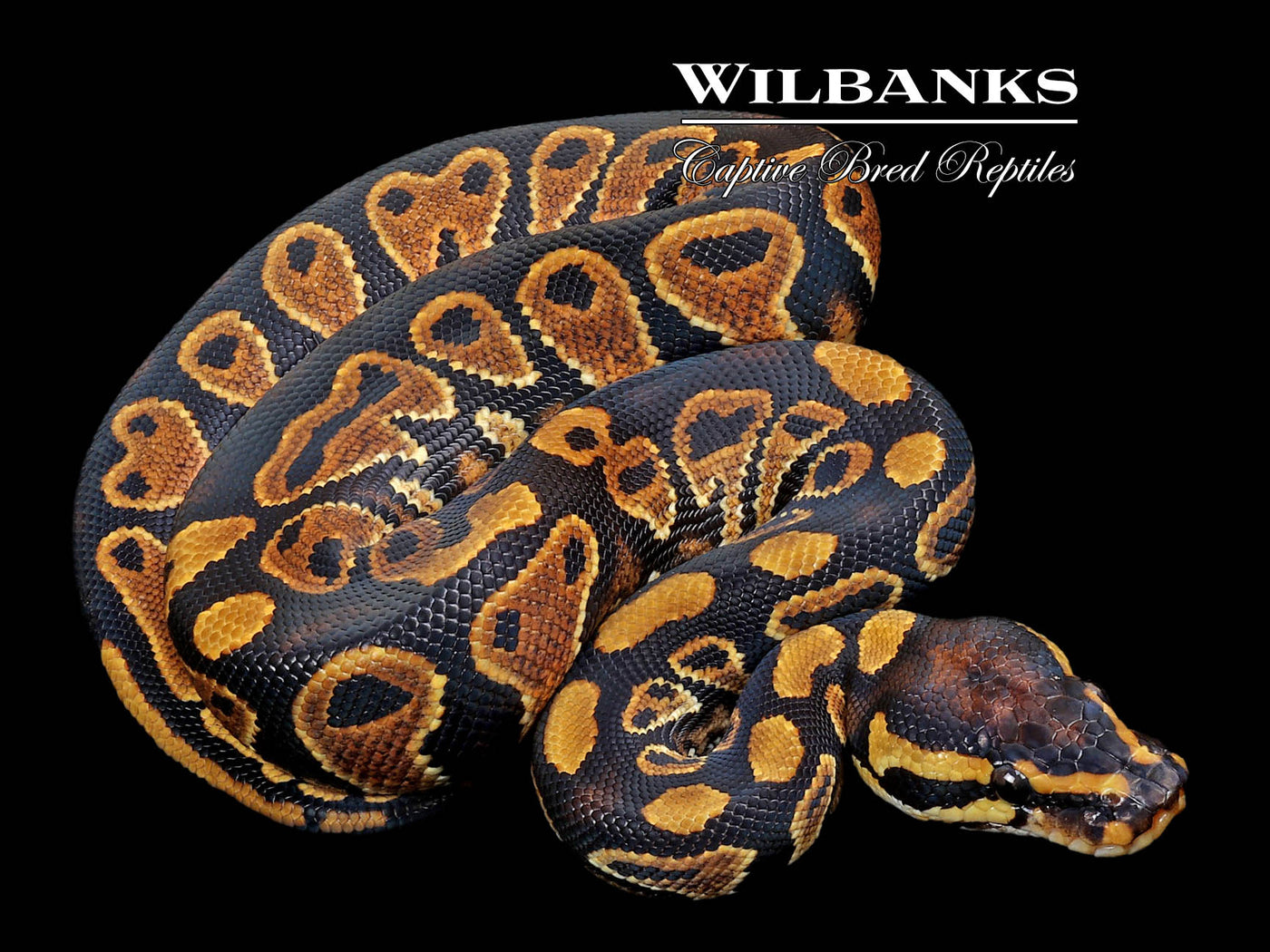 Asphalt  (100% Guaranteed) Ball Python ♂ '23