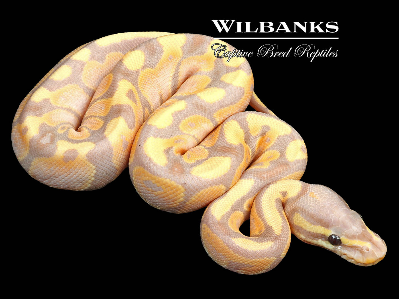 Banana Ball Python ♂ '23