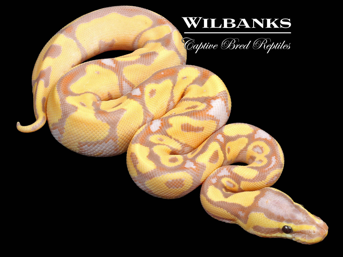 Banana Enchi Yellow Belly Ball Python ♂ '23