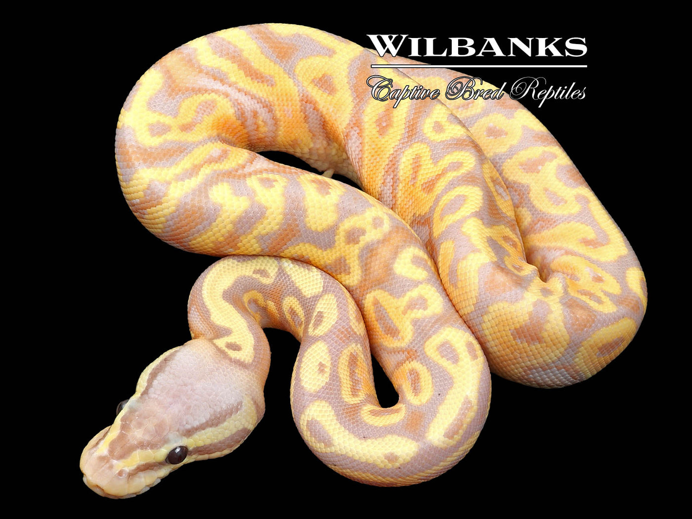 Banana Super Pastel Yellow Belly Ball Python ♀ '23