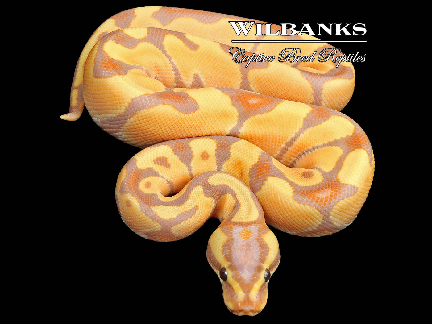 Banana Enchi Ball Python ♂ '23
