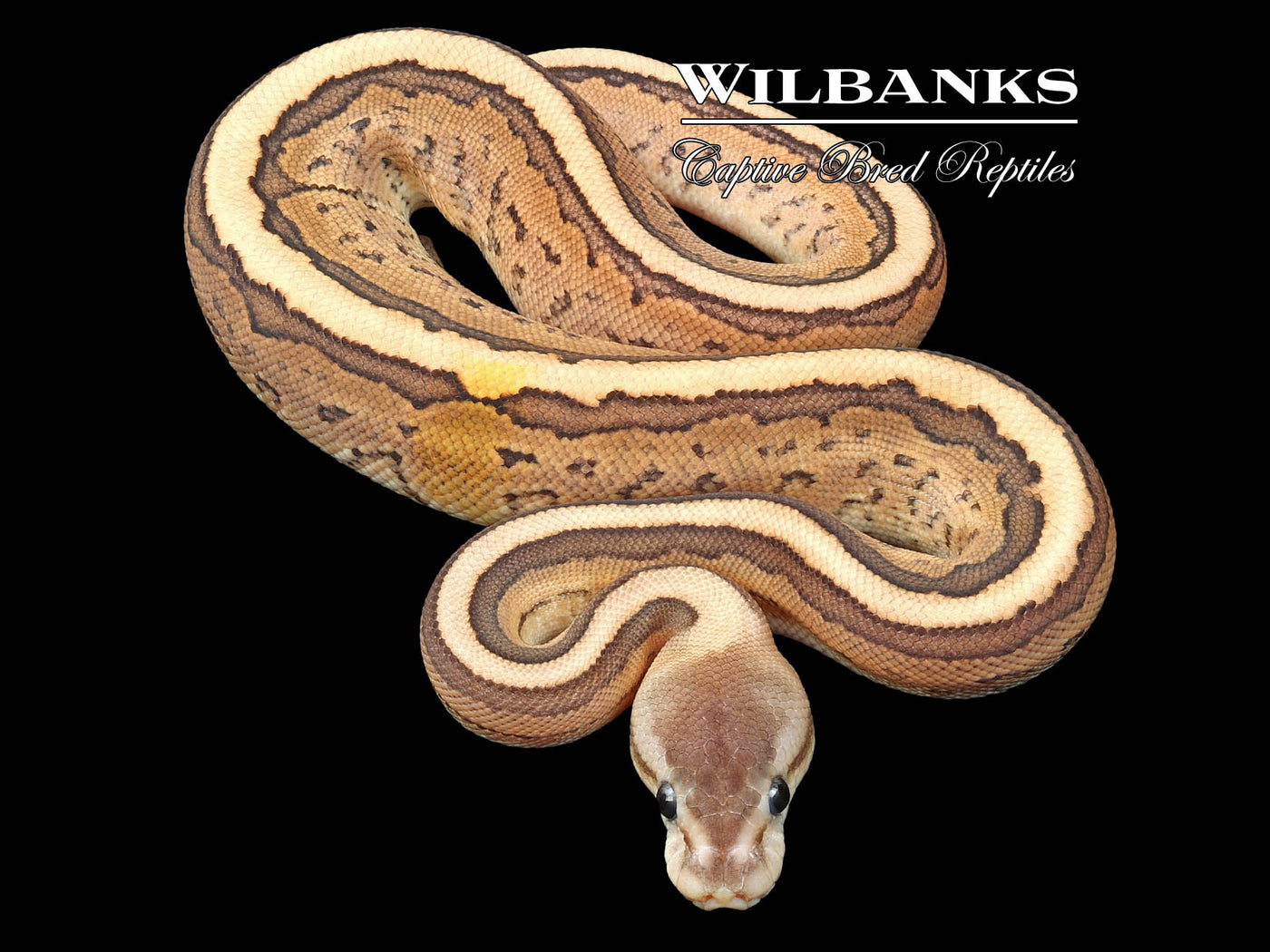 Fire Cinnamon Pinstripe Ball Python ♀ '23