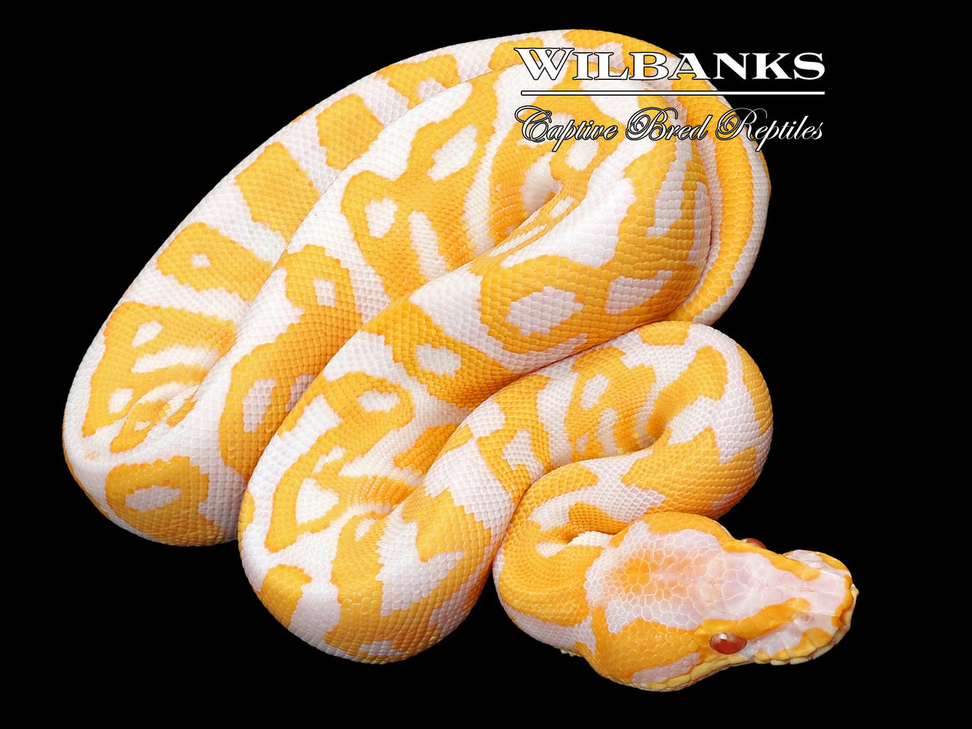 Lavender Leopard 100% Het. Clown Ball Python ♀ '23