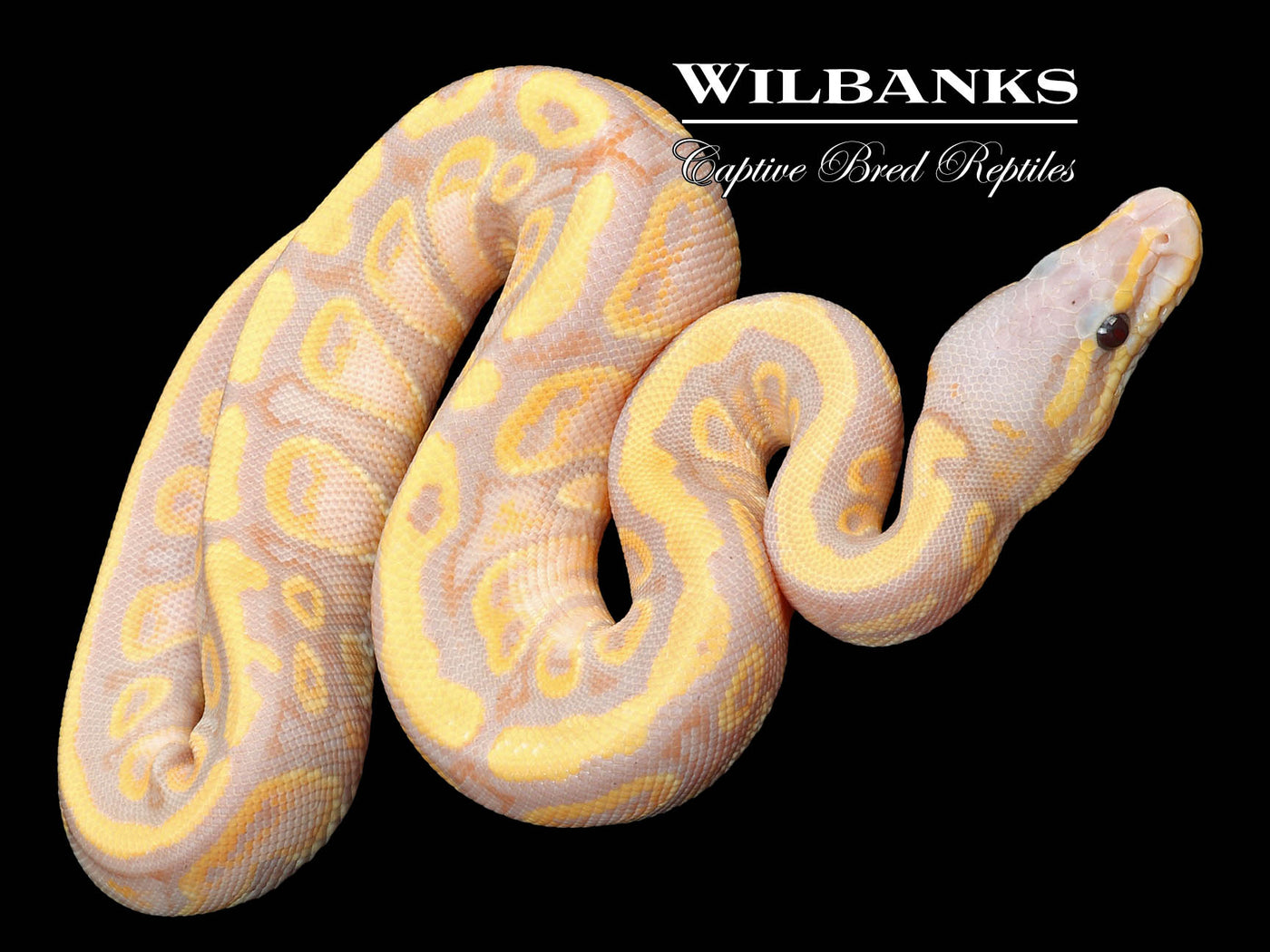 Stranger Banana Ball Python ♀ '23