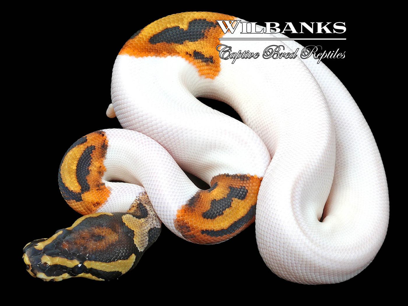 Pied Ball Python ♂ '23