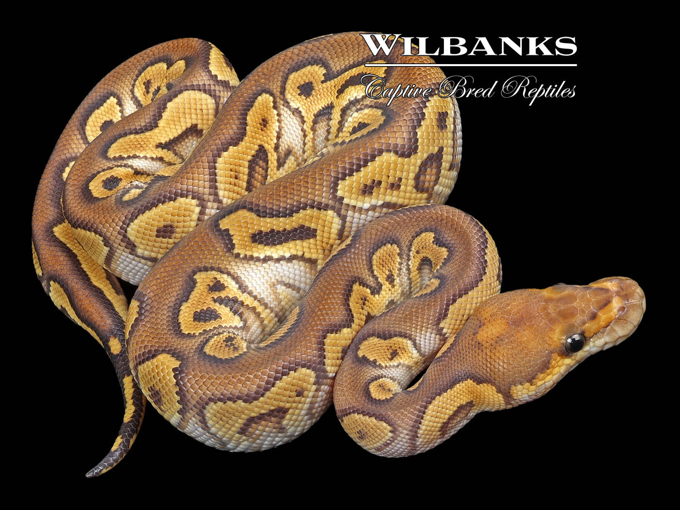 Mojave Clown Ball Python ♂ '23