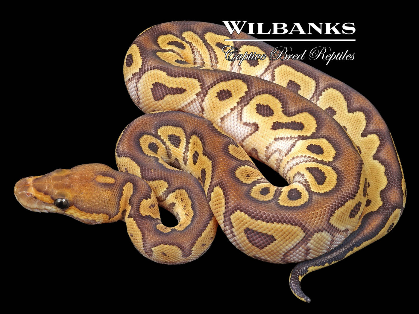 Mojave Clown Ball Python ♀ '23