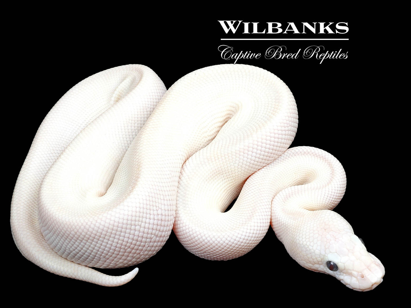 Butter Crystal (Butter Special) 100% Het. Clown Ball Python ♂ '23