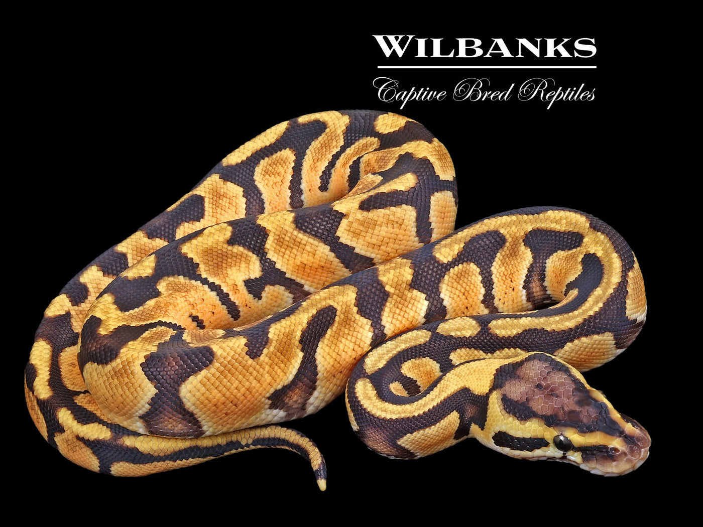 Pastel Enchi 100% Het. Clown Ball Python ♀ '23