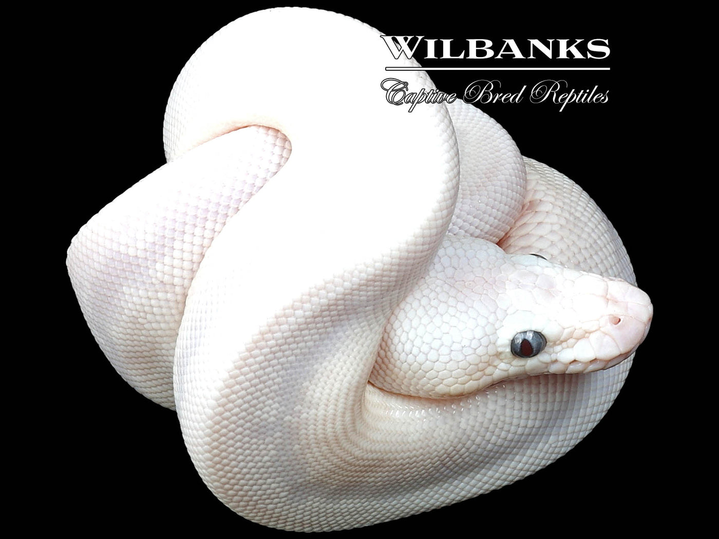 Blue Eyed Leucistic (Lucy) (Bamboo Butter) Ball Python ♂ '23