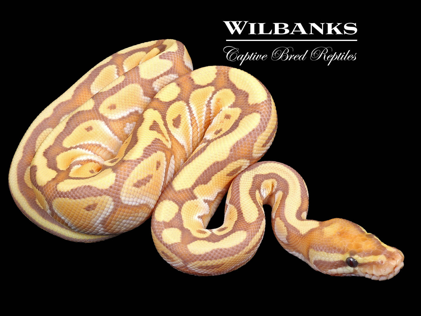 Banana Butter Ball Python ♂ '23