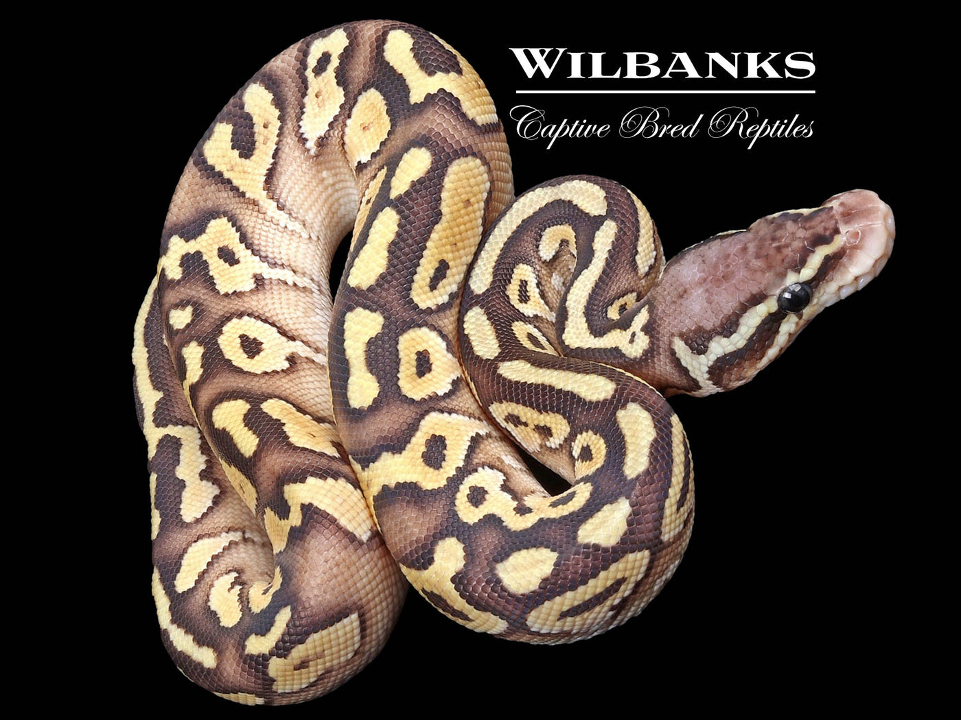 Pastel Butter Gravel Ball Python ♂ '23