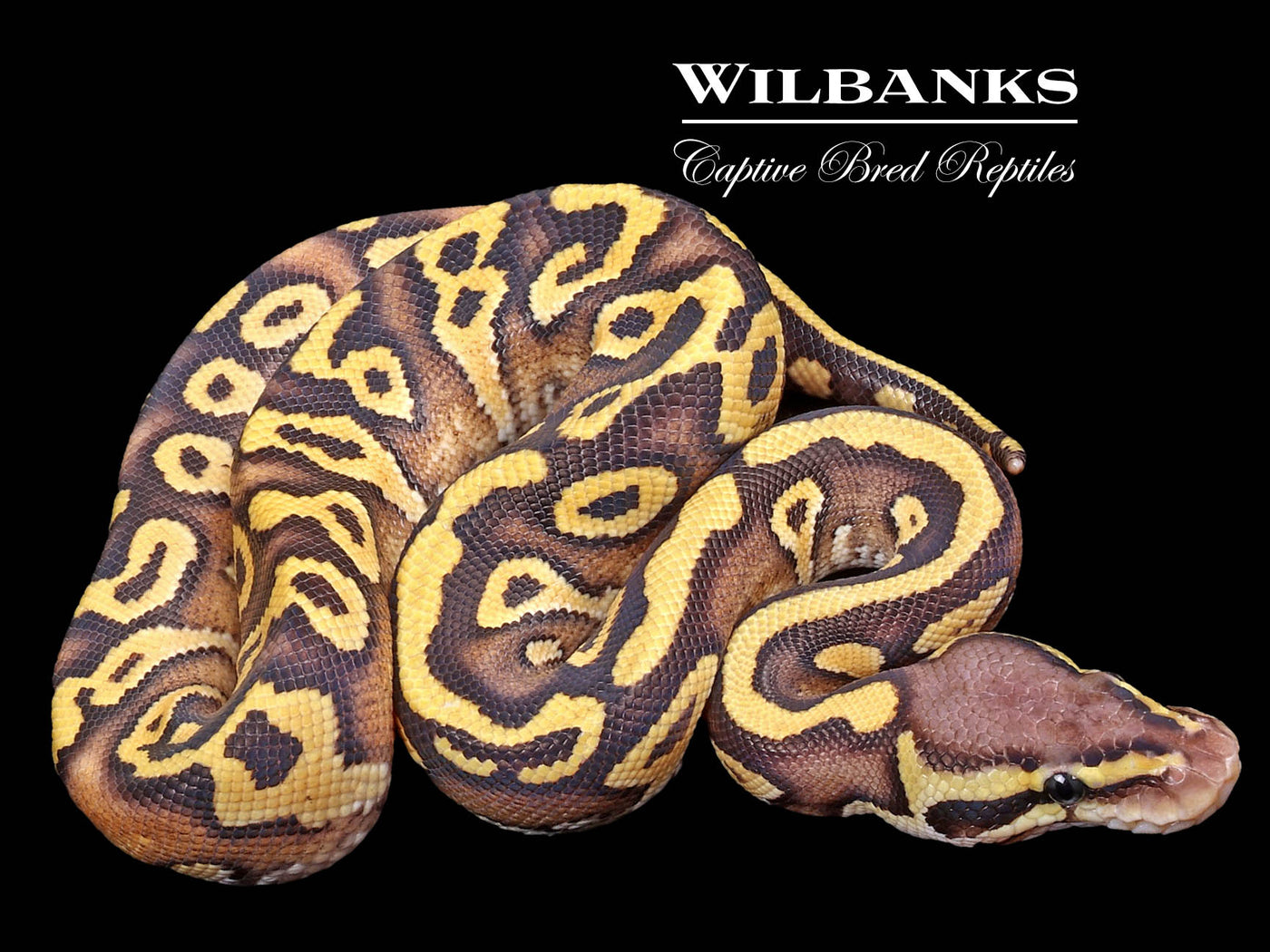 Pastave Yellow Belly Ball Python ♂ '23