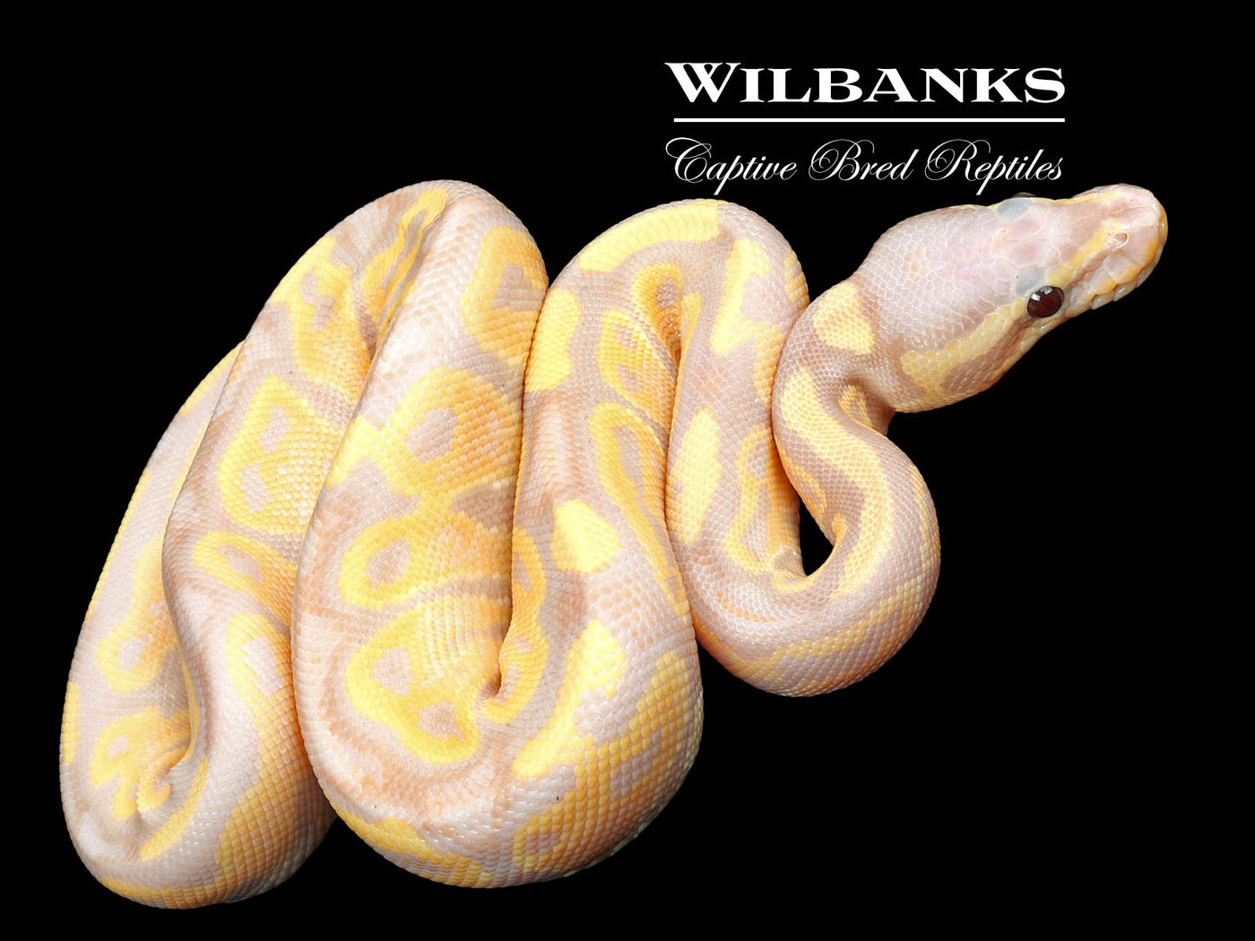 Banana Fire Ball Python ♀ '23