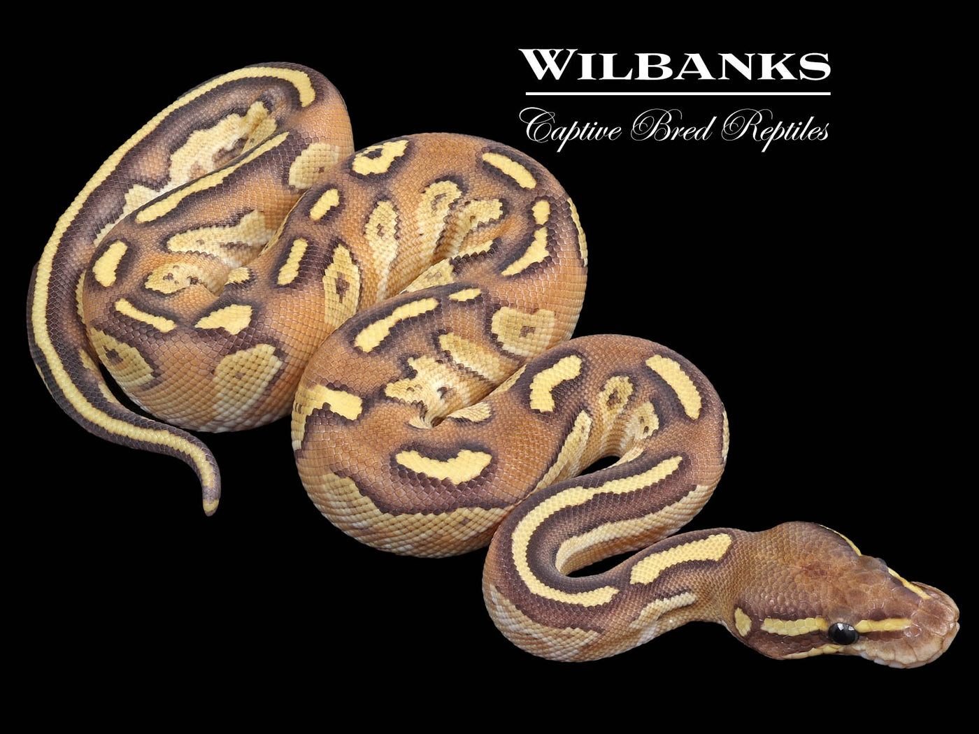 Blackhead Nuclear Ball Python ♂ '23