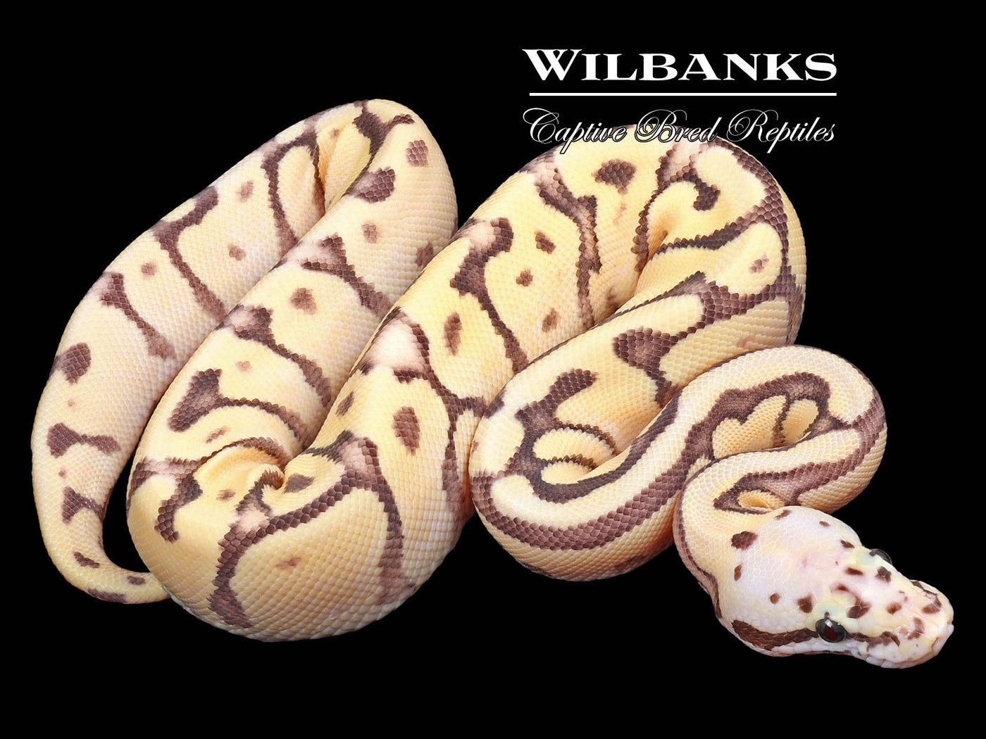 Stinger Bee Fire Ball Python ♀ '23