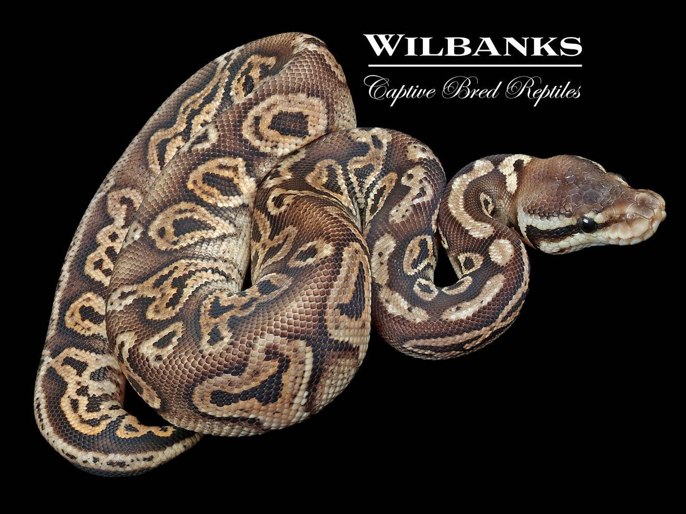 Black Pewter Ball Python ♀ '23
