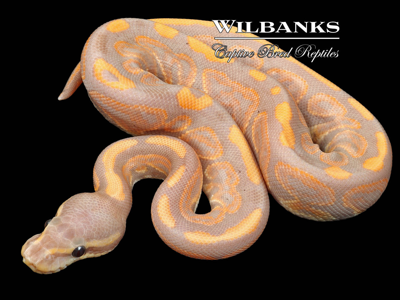 Banana Black Pastel Ball Python ♂ '23