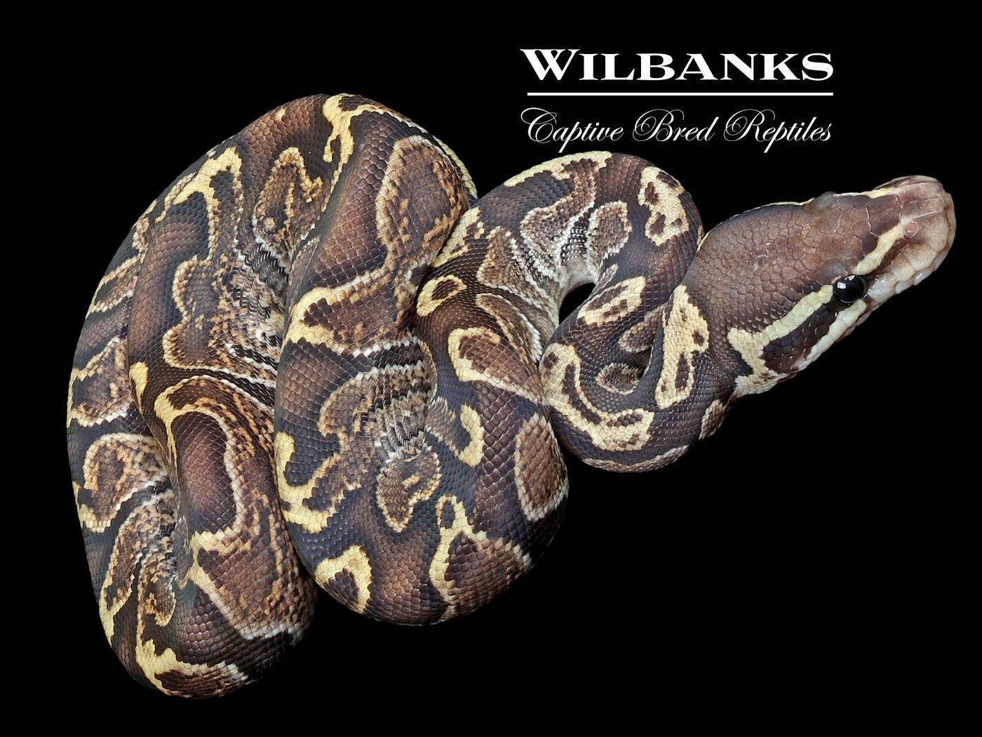 GHI Fire 100% Het. Ghost Ball Python ♂ '23