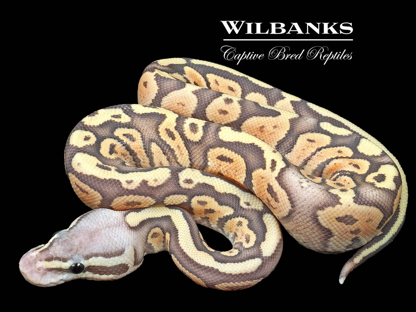 Firefly Ghost Ball Python ♀ '23