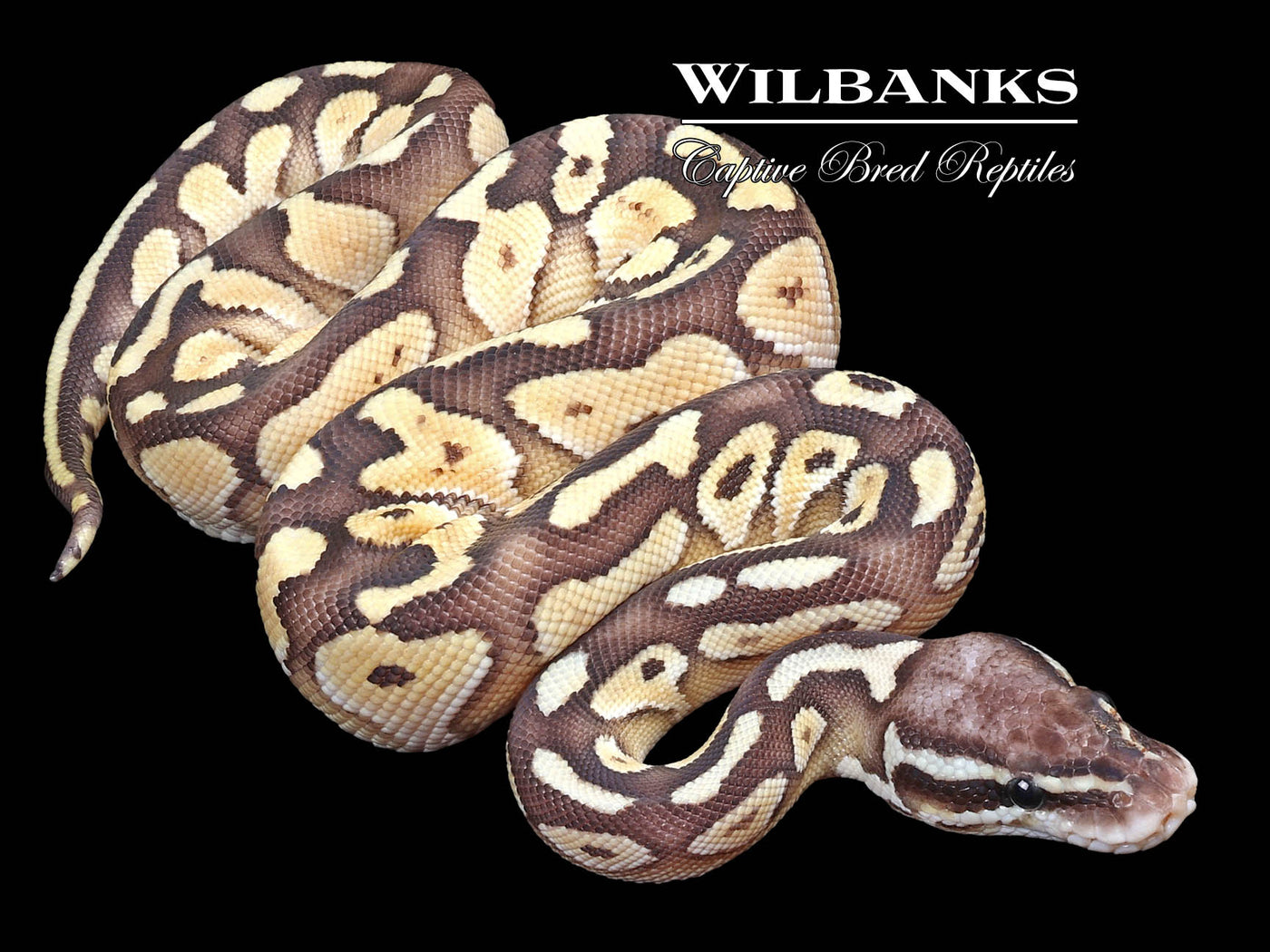 Pastel Lesser 100% Het. Axanthic (VPI) Ball Python ♂ '23