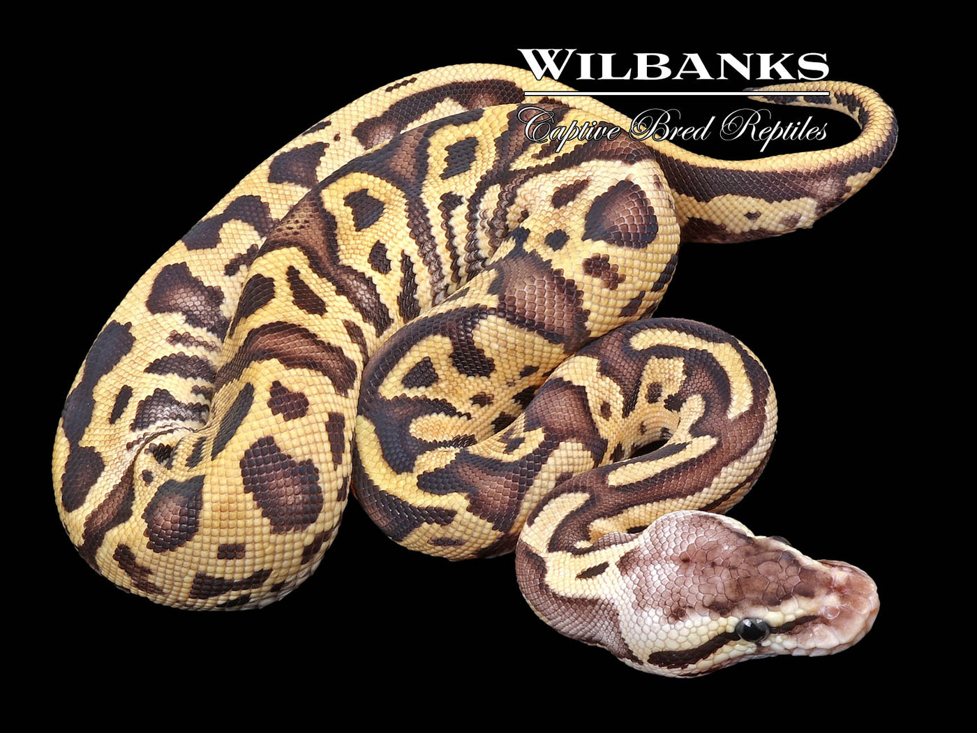 FireFly Leopard Ball Python ♀ '23