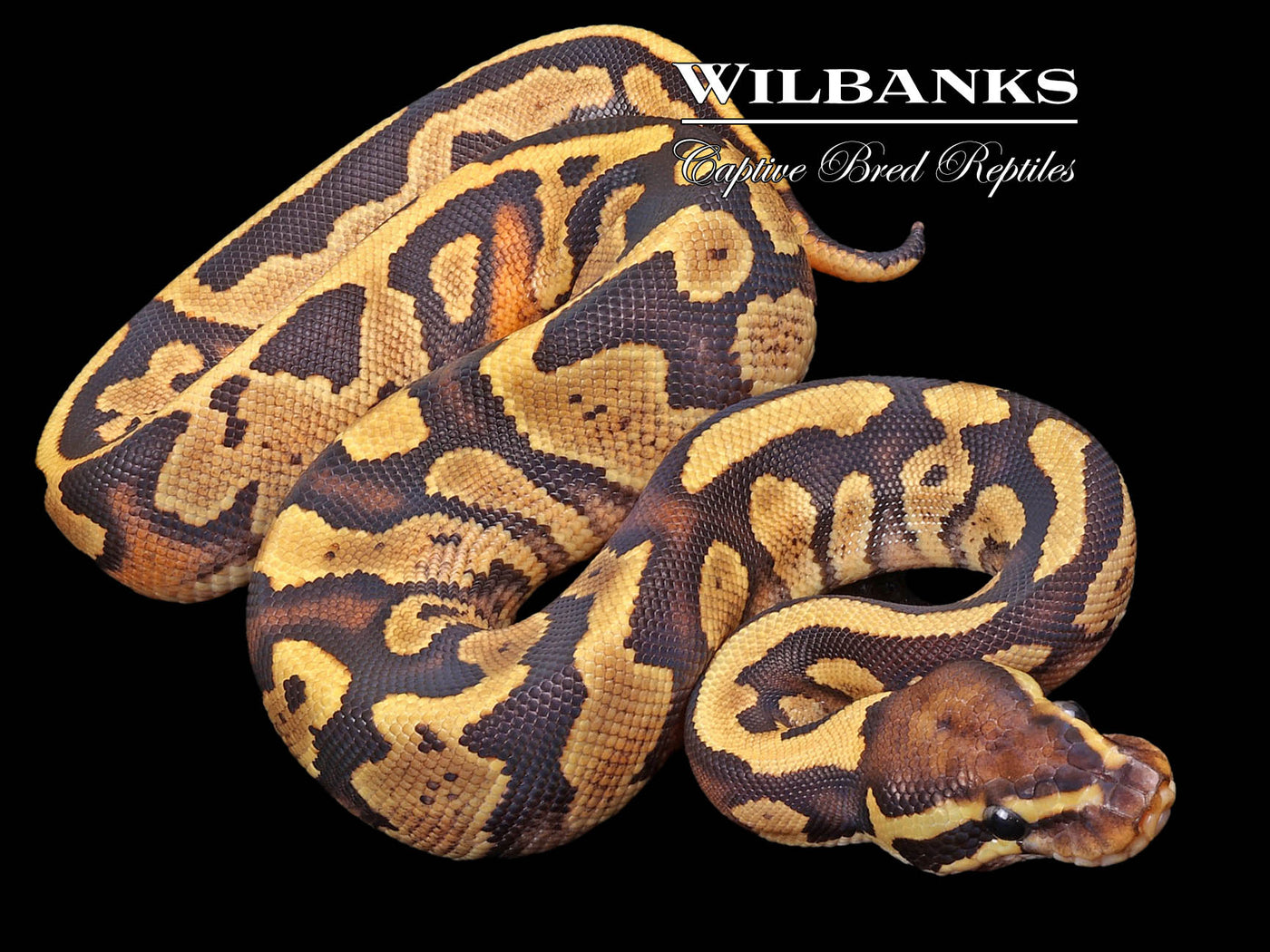 Fire Yellow Belly 100% Het. Pied Ball Python ♀ '23