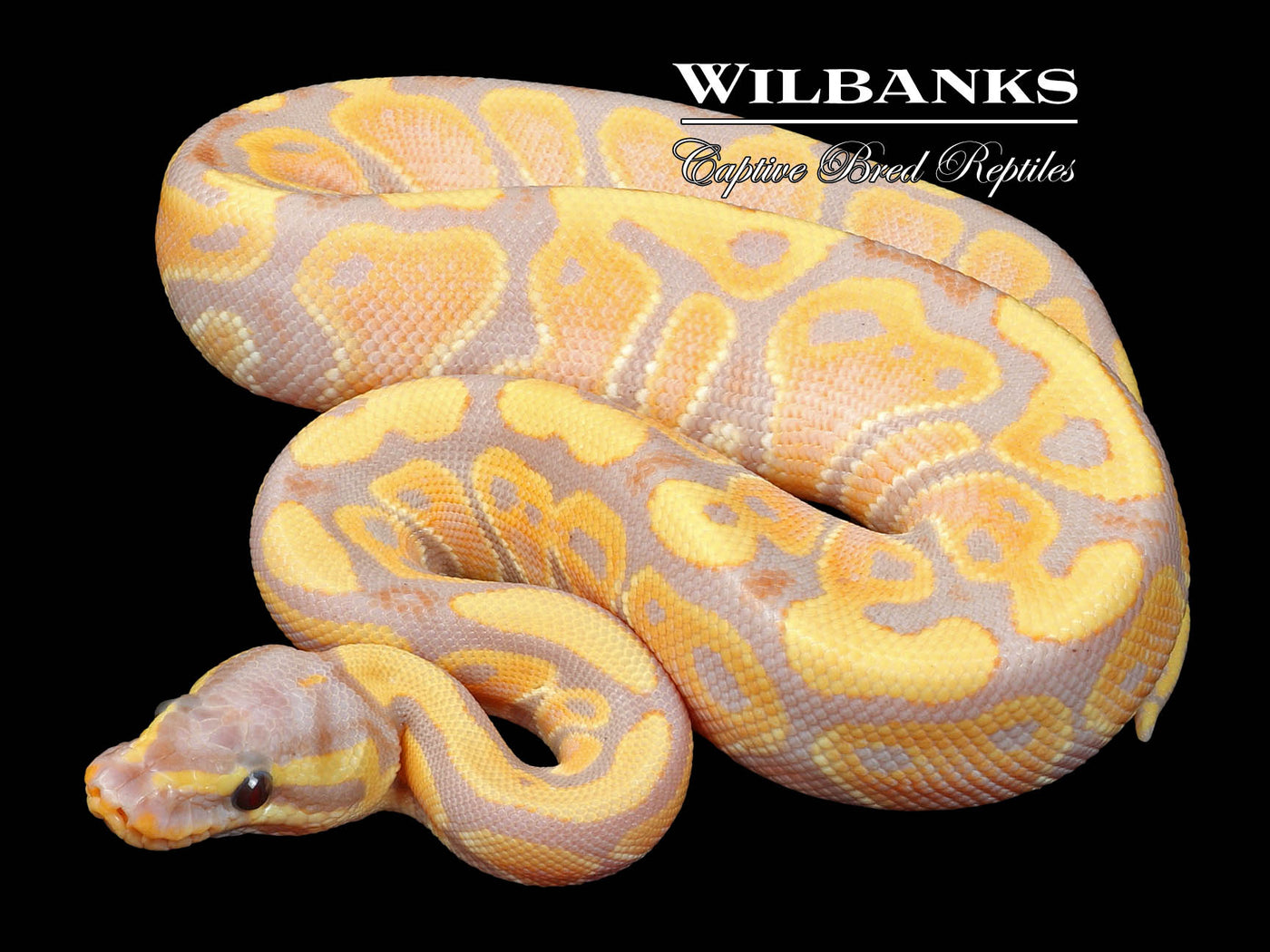 Banana 100% Het. Clown Ball Python ♂ '23