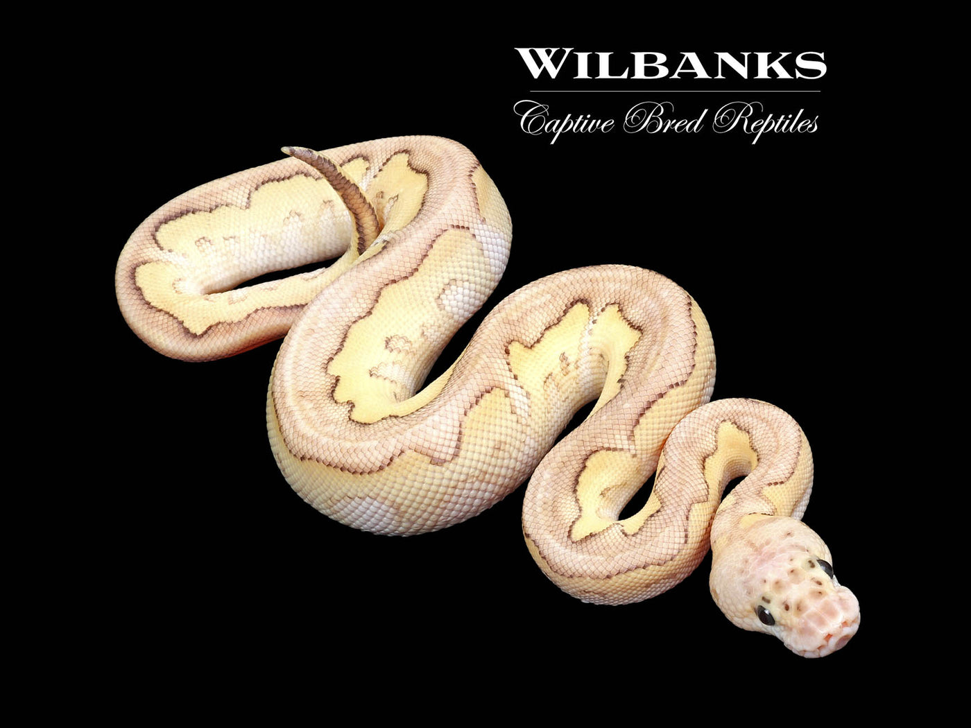 Pastel Butter Clown Ball Python ♂ '23
