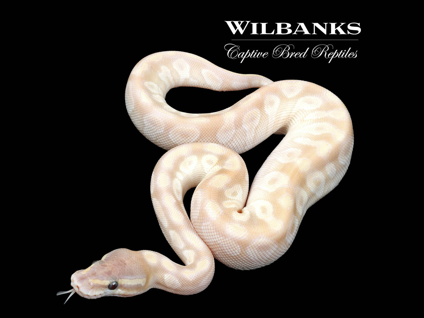 Banana Crystal Ball Python ♂ '23