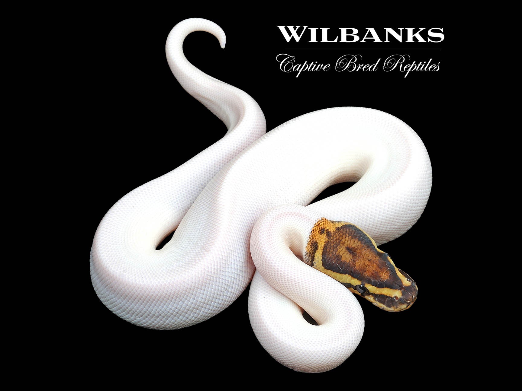 Lemon Spider Ball Python Spider Pied Ball Python