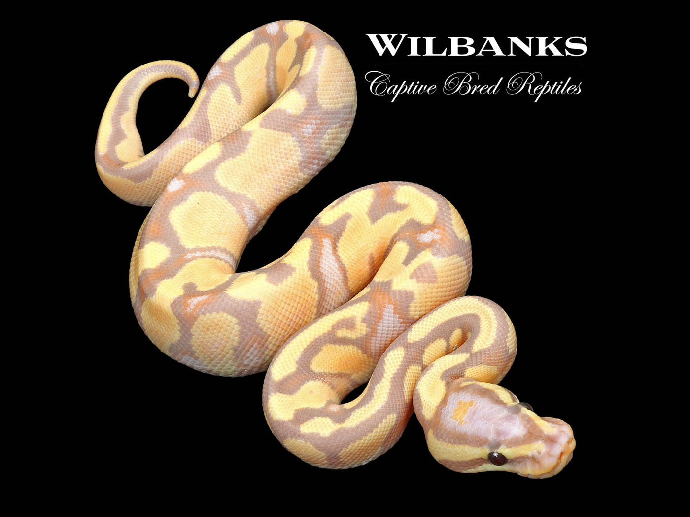 Banana Enchi Spark 100% Het. Pied Ball Python ♂ '23
