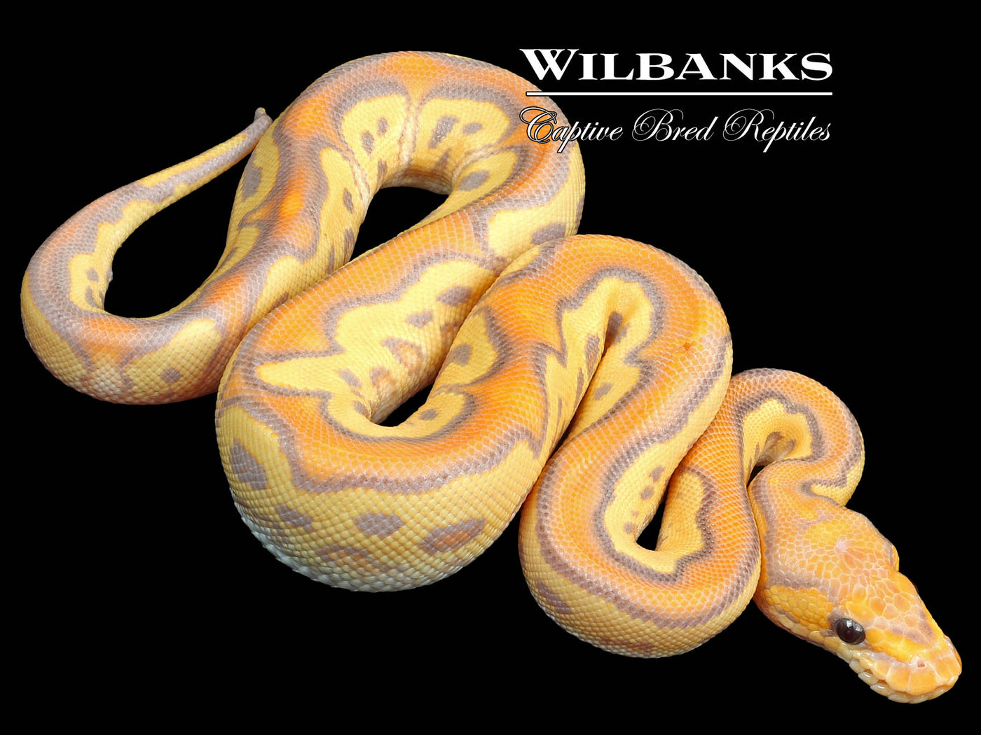 Banana Mojave Clown Ball Python ♂ '23