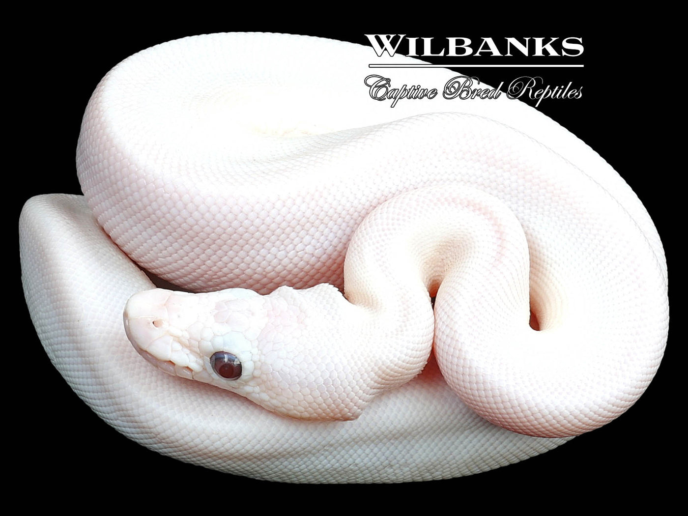 Banana Blue Eyed Lucy (Butter Mojave) Ball Python ♂ '23
