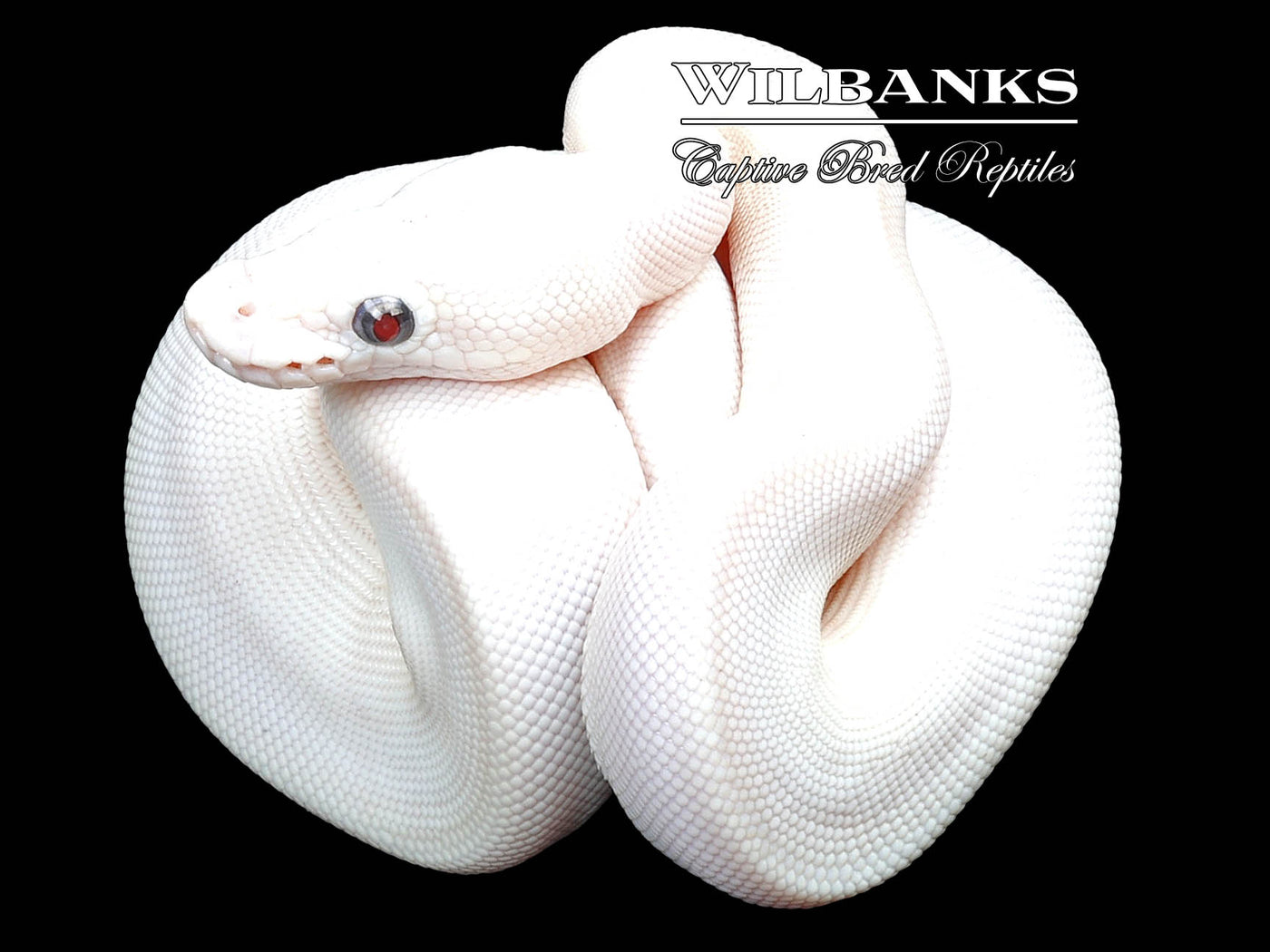 Blue Eyed Leucistic (Lucy) (Mojave Butter) Ball Python ♀ '23