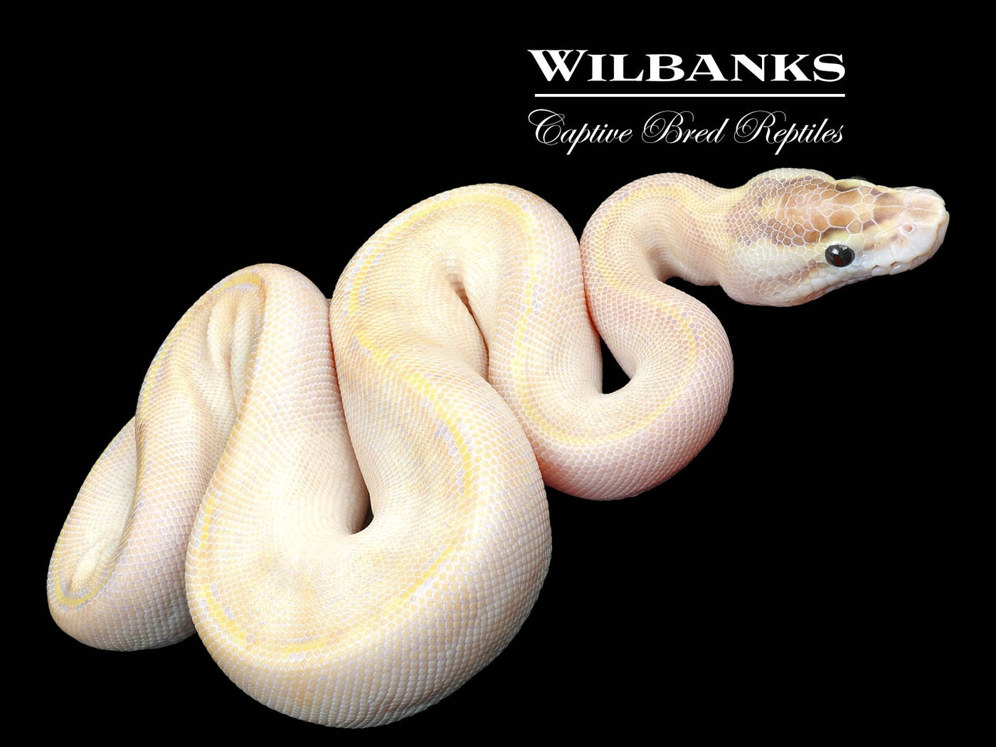 Ivory Ball Python ♀ '23