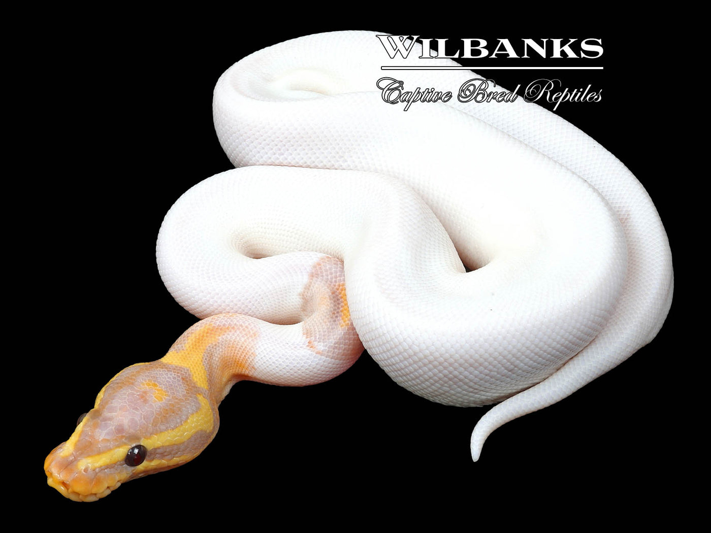 Banana Pied Ball Python ♂ '23