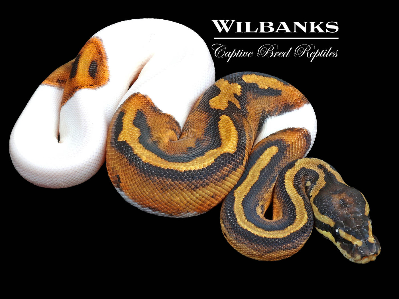 Pied Ball Python ♀ '23