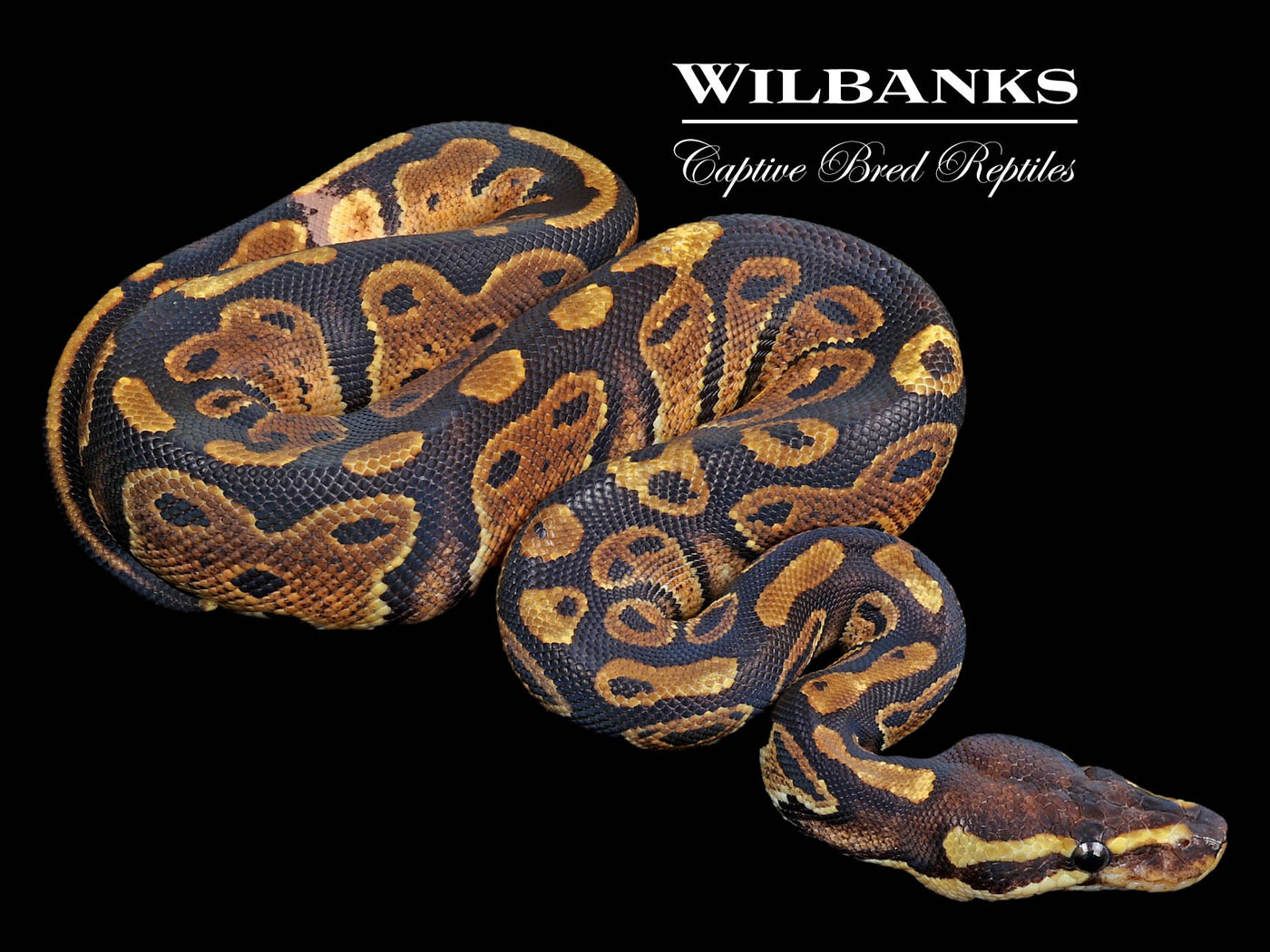 Paradox 100% Het. Pied Ball Python ♀ '23