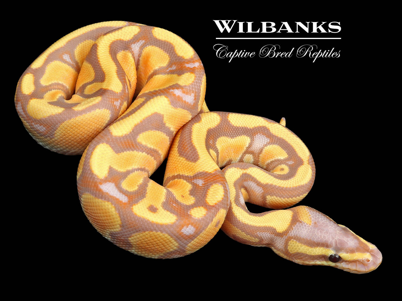 Enchi Banana Mahogany 100% Het. Pied Ball Python ♂ '23